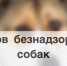 Внимание отлов! - Асбестовский городской округ