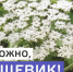 ПАМЯТКА ПО БОРЬБЕ С БОРЩЕВИКОМ СОСНОВСКОГО - Асбестовский городской округ
