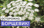 ПАМЯТКА ПО БОРЬБЕ С БОРЩЕВИКОМ СОСНОВСКОГО