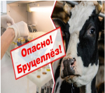 БРУЦЕЛЛЕЗ