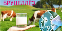 ОСТОРОЖНО: БРУЦЕЛЛЕЗ! - Асбестовский городской округ